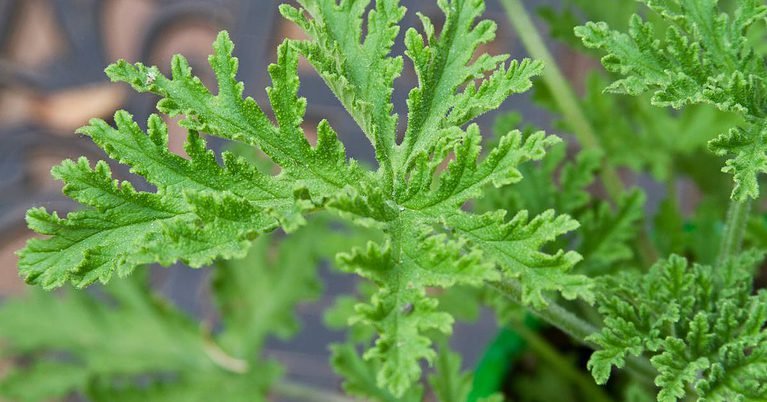 5 Ways to use Citronella Oil as an Insect Repellent