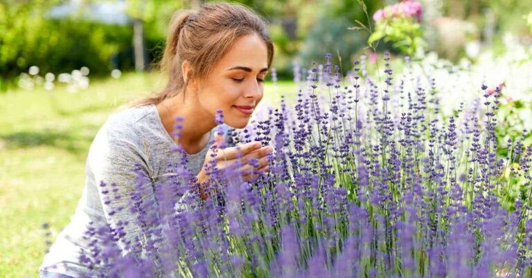 Bulgarian Lavender Bliss: Your Natural Elixir for a Stress free Life