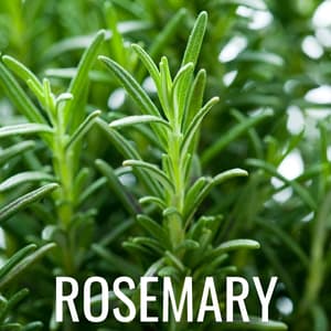 Rosemary Oil: Nature’s Secret for Nourishing and Stimulating Hair Growth