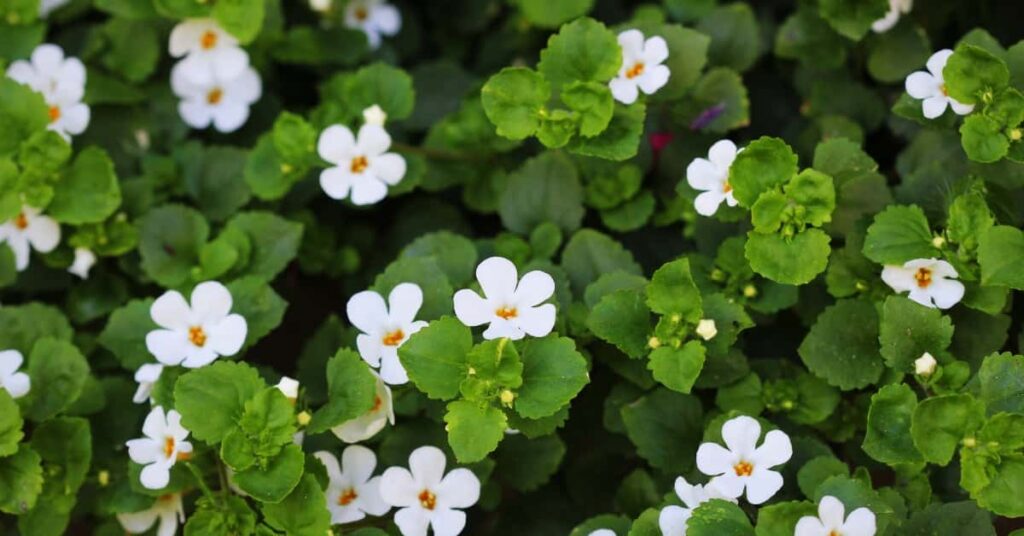 brahmi for skin care