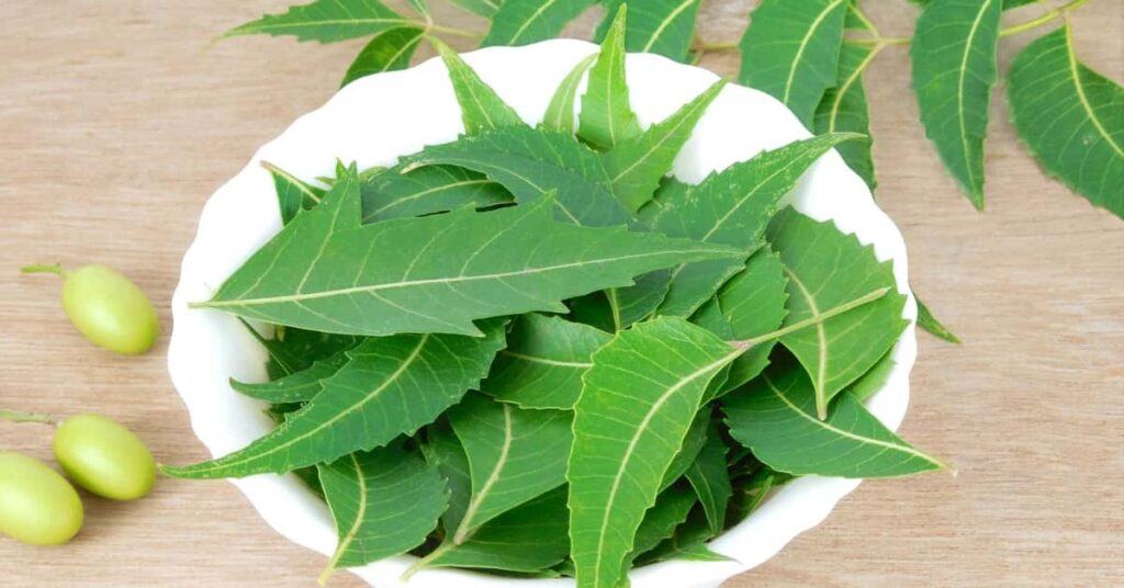 neem leaves for skin care