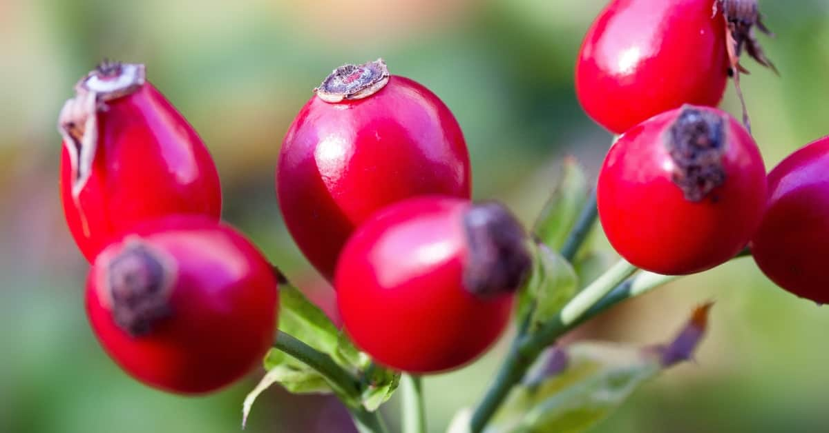 Rosehip Oil for Fading Acne Scars