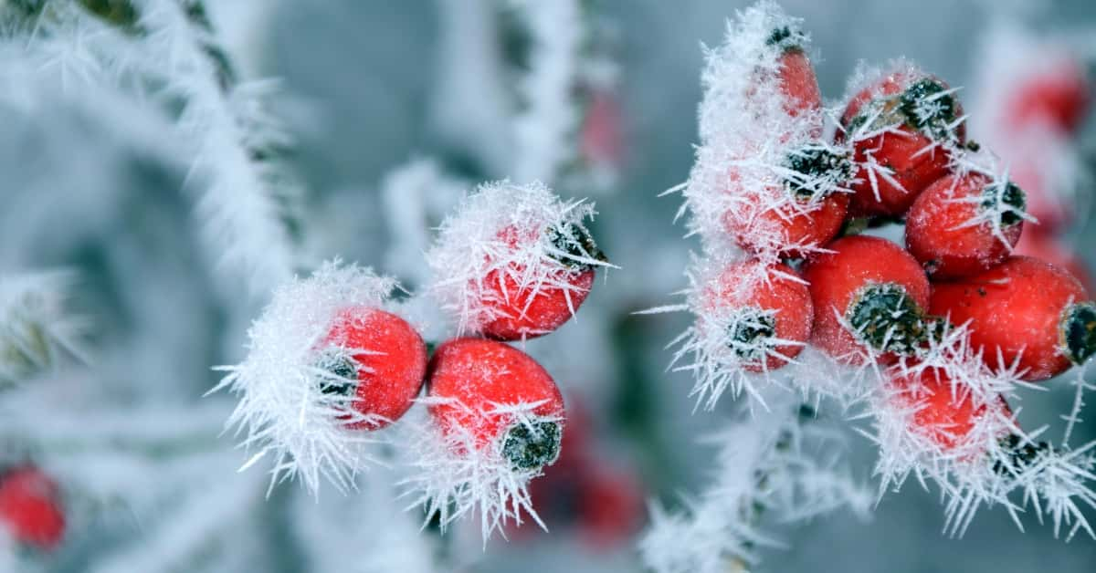 your skin needs rosehip oil this winter